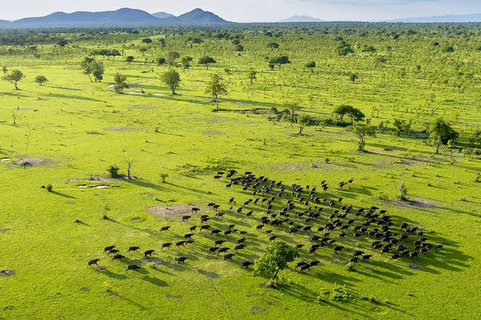 Selous Game Reserve - Tanzania Safari Destination